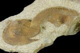 Inflated Declivolithus Trilobite - Mecissi, Morocco #141887-2